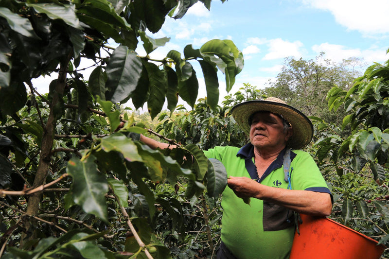 Colombia Cauca Timbio AA - 42016 - GrainPro Bags - September 2026 Shipment - SEAFORTH