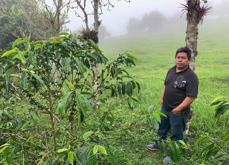 Ecuador Pichincha Fabian Lomas La Perla Chiquita Typica - *51801* - 27279-1 - 69.0 kg GrainPro Bags - SPOT RCWHSE