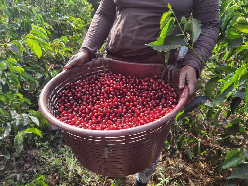 Costa Rica Valle Central Fabio Ruiz Black Honey Gesha - *52685* - 27754 - 30.0 kg Box/Vacuum Pack - SPOT SHANGHAI