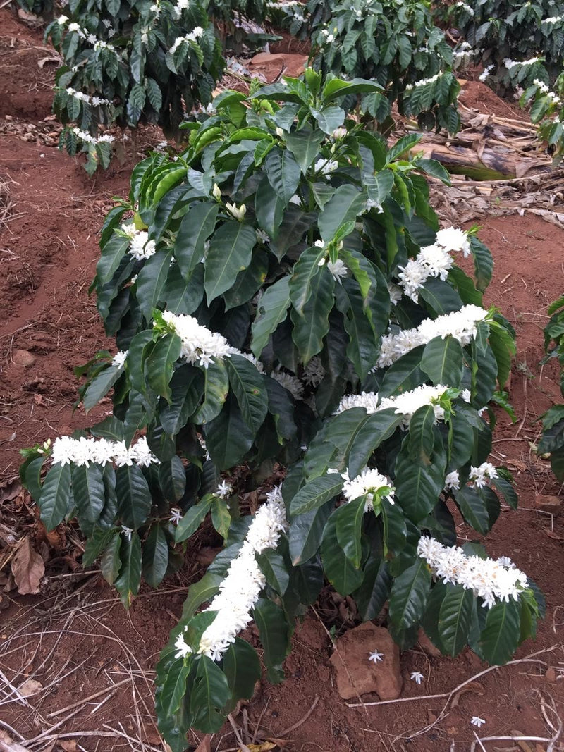 Costa Rica Valle Central Fabio Ruiz Black Honey Gesha - *52685* - 27754 - 30.0 kg Box/Vacuum Pack - SPOT SHANGHAI