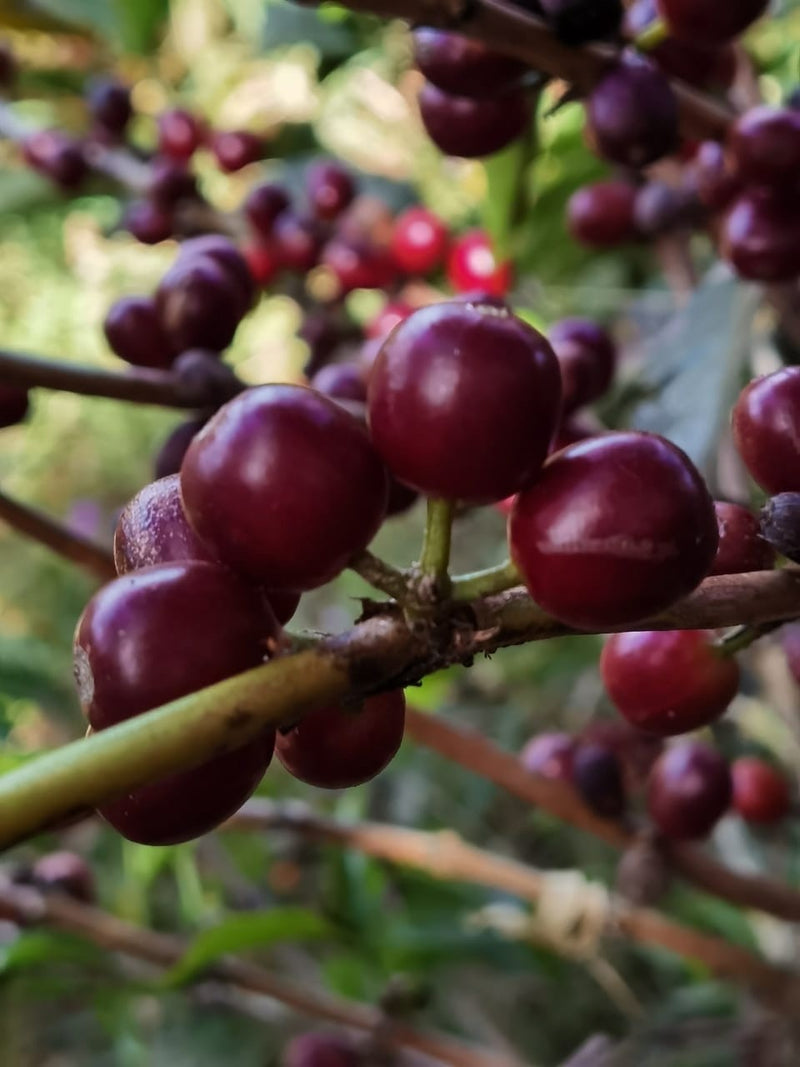 Costa Rica Valle Central Fabio Ruiz Black Honey Gesha - *52685* - 27754 - 30.0 kg Box/Vacuum Pack - SPOT SHANGHAI