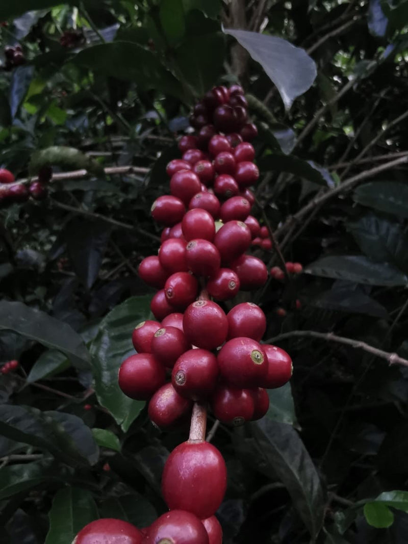 Costa Rica Valle Central Fabio Ruiz Black Honey Gesha - *52685* - 27754 - 30.0 kg Box/Vacuum Pack - SPOT SHANGHAI