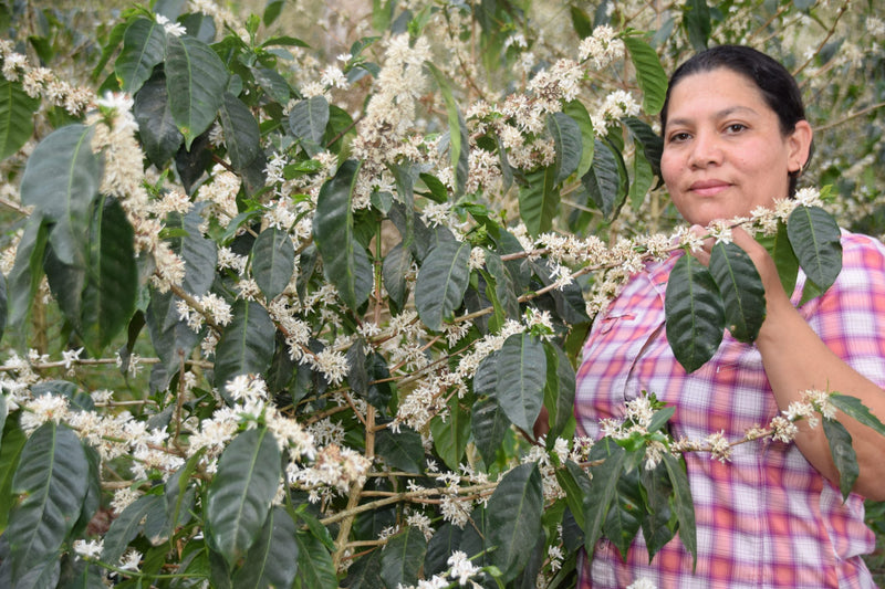 HONDURAS FT-FLO/USA ORGANIC FATIMA MARADIAGA HONEY - 34263 - GrainPro Bags - SPOT RCWHSE
