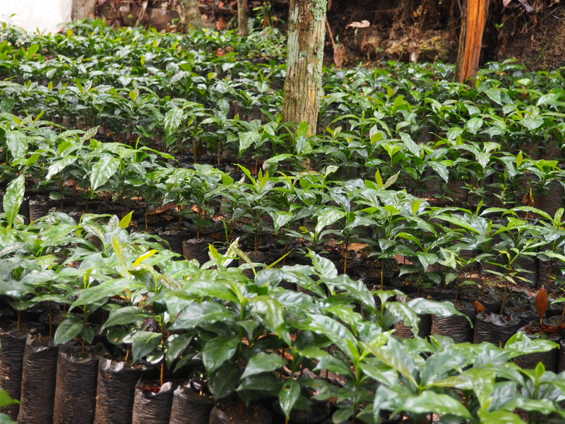 Bolivia Irupana Fausto Machaca - *52010* - 27101 - GrainPro Bags - SPOT RCWHSE