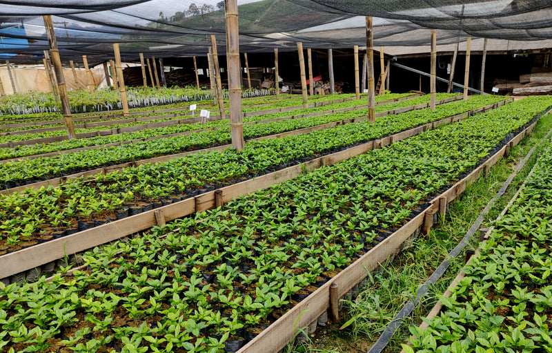 BRAZIL ORGANIC FAZENDA KLEM NATURAL RED AND YELLOW CATUAI 15+ - 32430 - Videplast Bags - SPOT RCWHSE