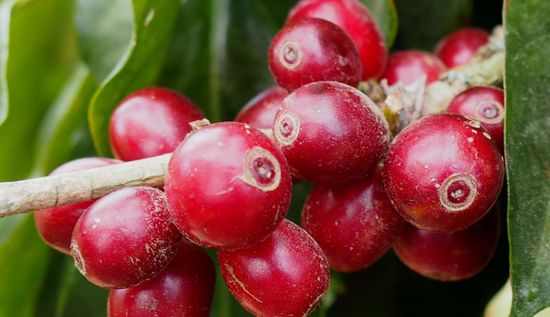 BRAZIL ORGANIC FAZENDA KLEM NATURAL RED AND YELLOW CATUAI 15+ - 32430 - Videplast Bags - SPOT RCWHSE