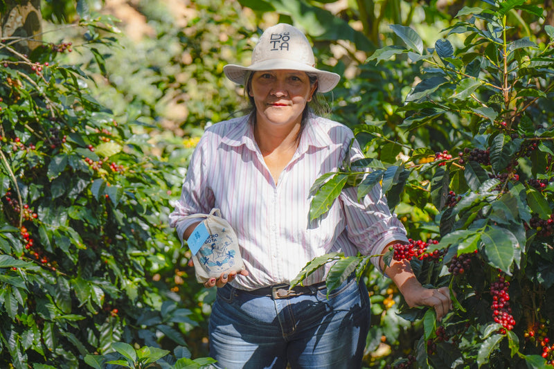 Costa Rica Dota Mujer Honey AAA - 36179 - GrainPro Bags - SPOT RCWHSE