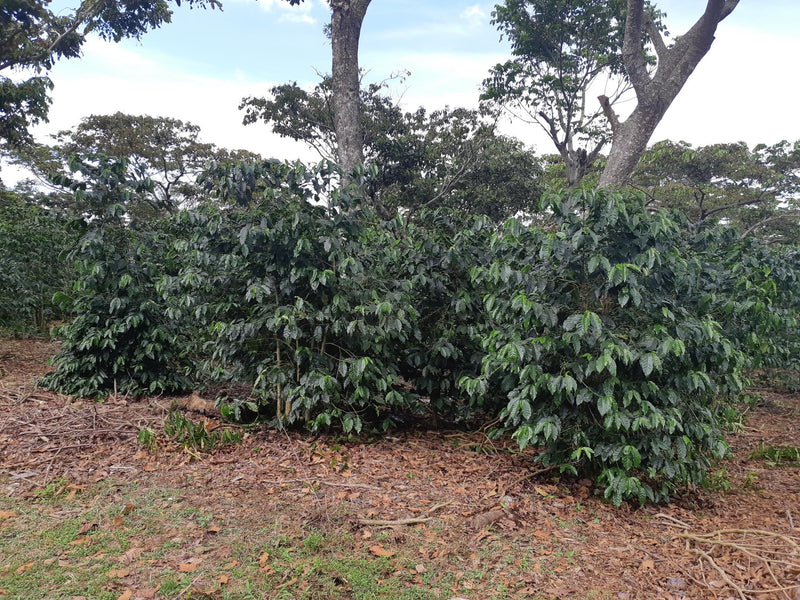 El Salvador Espana Estate Natural Anaerobic - *50604* - 25877 - GrainPro Bags - SPOT RCWHSE