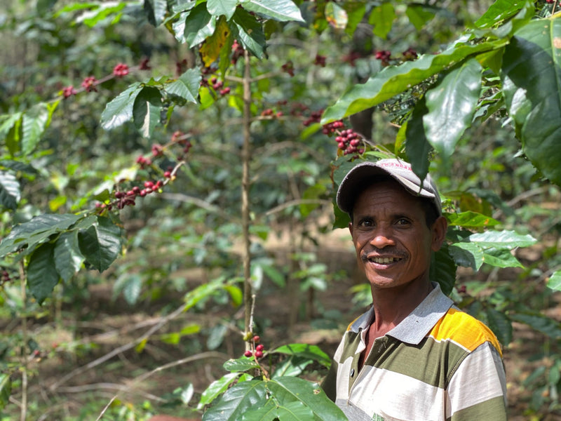 TIMOR LESTE FARMGATE ORGANIC ERMERA LACAU - Lot 1 - 30186 - 30.0 kg GrainPro Bags - SPOT RCWHSE