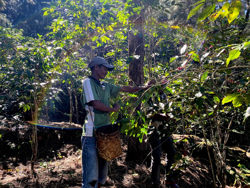 TIMOR LESTE FARMGATE ORGANIC ERMERA LACAU - Lot 1 - 35799 - 30.0 kg GrainPro Bags - SPOT RCWHSE