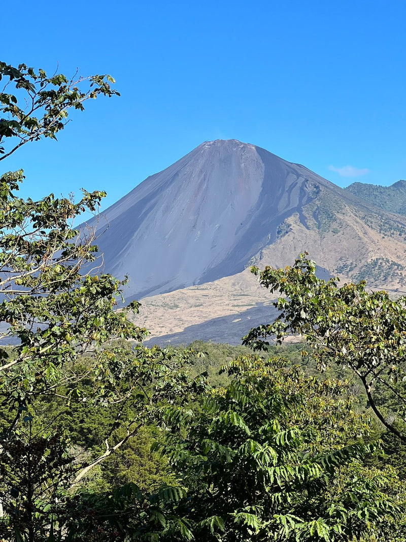 Guatemala Pacaya Finca El Mirador Women's Coffee SHB EP - 31104 - GrainPro Bags - SPOT RCWHSE