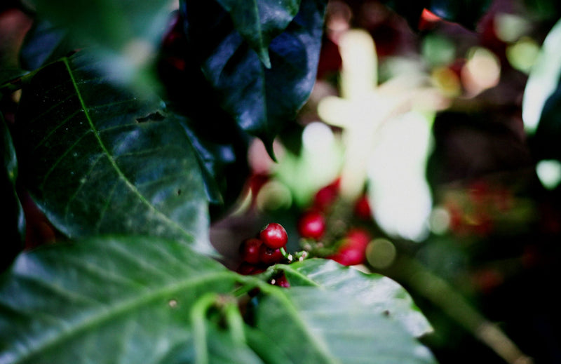NICARAGUA ORGANIC FINCA EL PASTORAL SHG EP - 37239 - Ecotact Bags - SPOT SEAFORTH