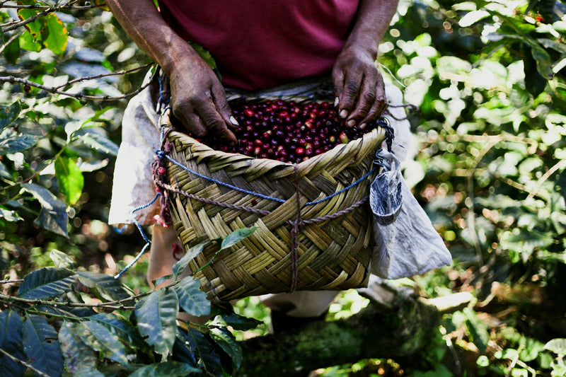 NICARAGUA ORGANIC FINCA EL PASTORAL HONEY SHG EP - *52828* - 27958 - GrainPro Bags - SPOT RCWHSE