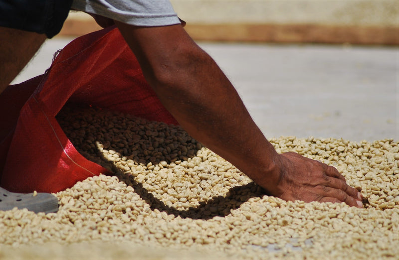 Guatemala San Juan Sacatepéquez Finca El Pilar - 28841-1 - Ecotact Bags - SPOT RCWHSE