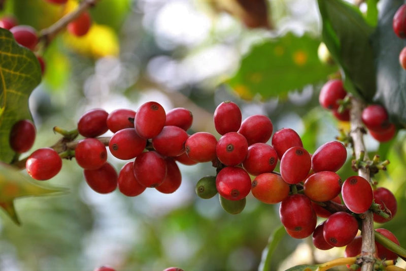 Guatemala San Juan Sacatepéquez Finca El Pilar - 28841-1 - Ecotact Bags - SPOT RCWHSE