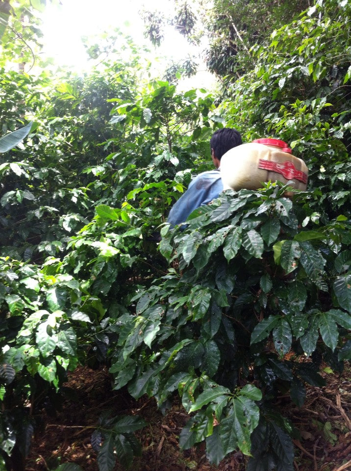 Costa Rica Frailes Finca La Bella Natural Bourbon - *52126* - 27302 - GrainPro Bags - SPOT RCWHSE
