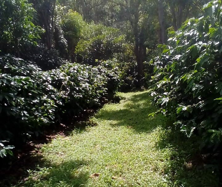Costa Rica Frailes Finca La Bella Natural Bourbon - *52126* - 27302 - GrainPro Bags - SPOT RCWHSE