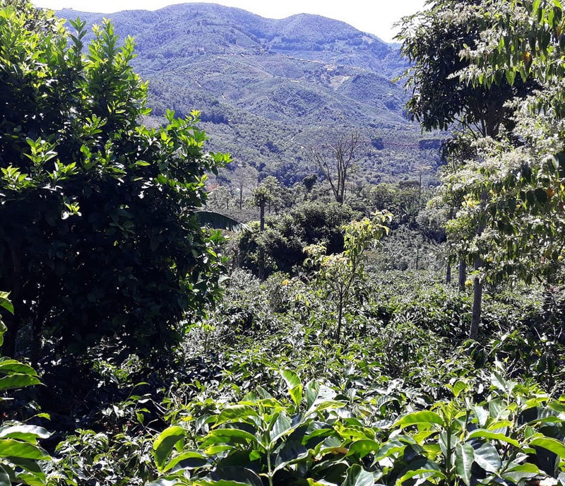 Costa Rica Frailes Finca La Bella Natural Bourbon - *52126* - 27302 - GrainPro Bags - SPOT RCWHSE