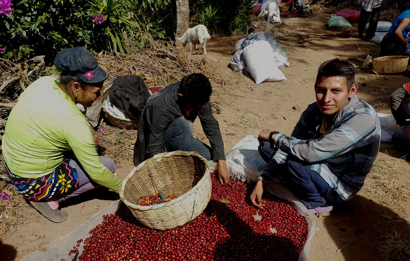El Salvador Finca Lemus Natural Red Icatu  - 32149 - 34.5 kg GrainPro Bags - SPOT SHANGHAI