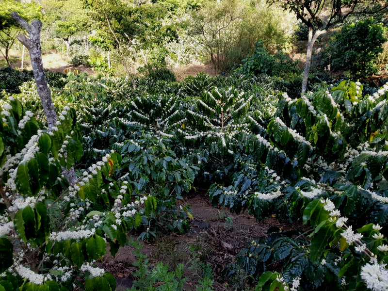 El Salvador Finca Lemus Natural Red Icatu  - 32149 - 34.5 kg GrainPro Bags - SPOT SHANGHAI
