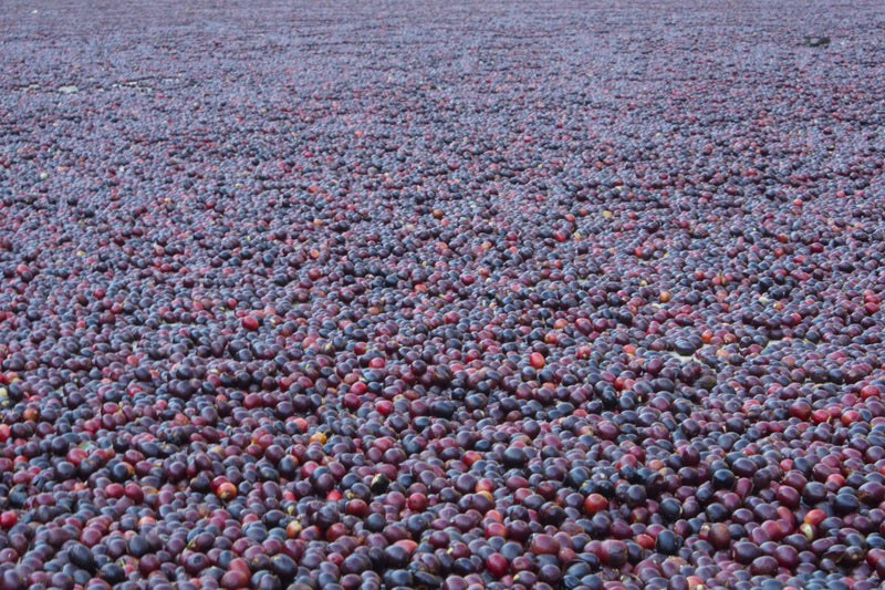 Guatemala Las Flores Natural SHB EP - *49151C* - 26215 - Ecotact Bags - SPOT SHANGHAI
