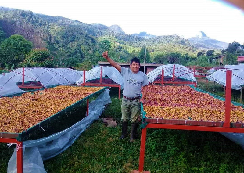 Peru Satipo Finca Tasta Anaerobic Natural - *52063-1* - 27149 - 40.0 kg GrainPro Bags - SPOT RCWHSE