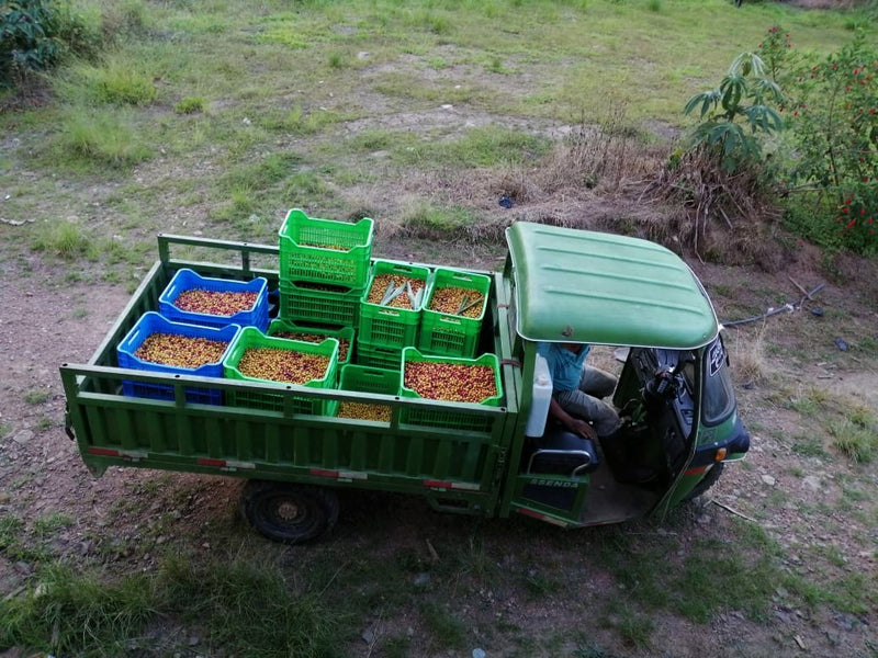 Peru Satipo Finca Tasta Anaerobic Natural - *52063-1* - 27149 - 40.0 kg GrainPro Bags - SPOT RCWHSE
