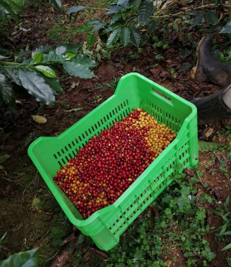 Peru Satipo Finca Tasta Natural - 35645 - GrainPro Bags - SPOT RCWHSE