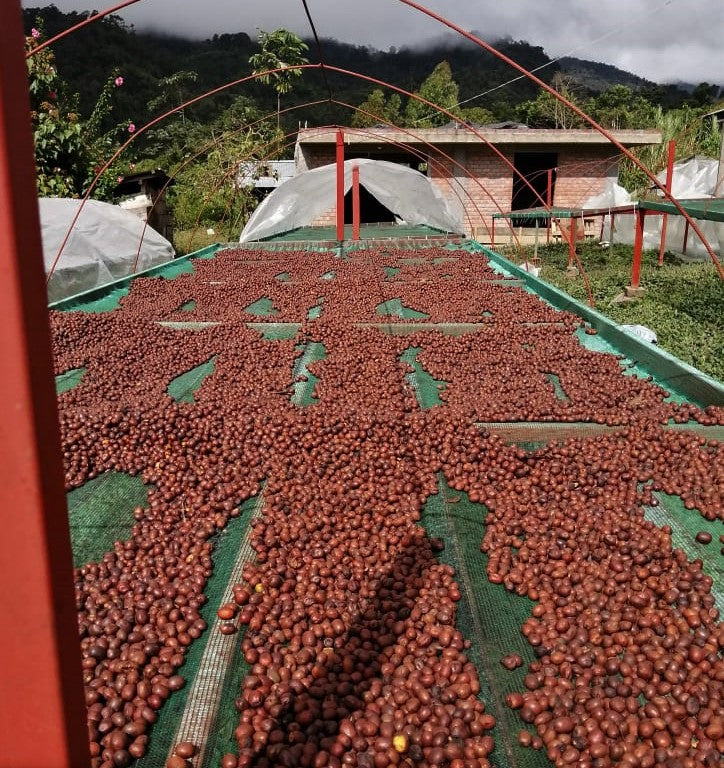 Peru Satipo Finca Tasta Anaerobic Natural - *52063-1* - 27149 - 40.0 kg GrainPro Bags - SPOT RCWHSE