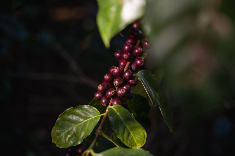 Guatemala Pacaya Finca El Mirador Women's Coffee SHB EP - 31104 - GrainPro Bags - SPOT RCWHSE