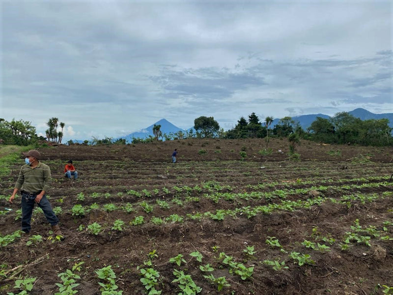 Guatemala Acatenango Finca La Laguneta - Lot 2 - 28616 - Ecotact Bags - SPOT RCWHSE