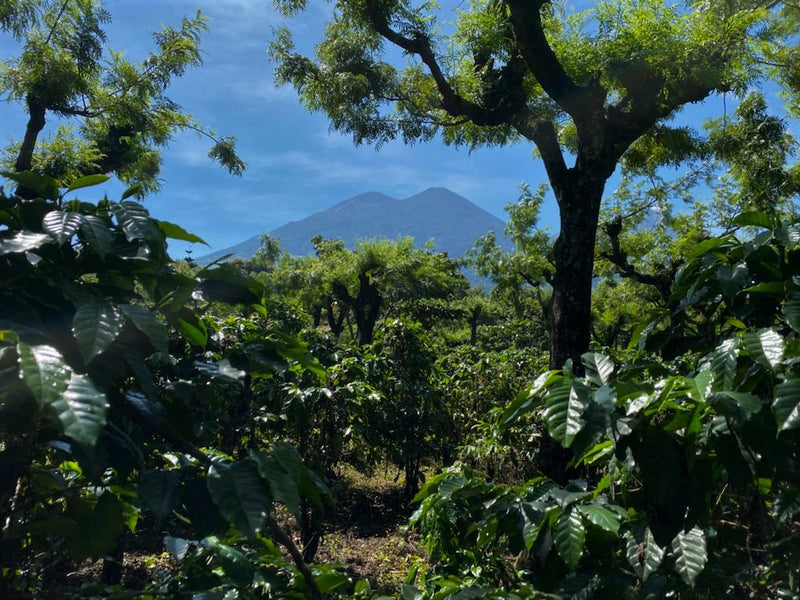 Guatemala Acatenango Finca La Laguneta - Lot 1 - 28615-2 - Ecotact Bags - SPOT RCWHSE