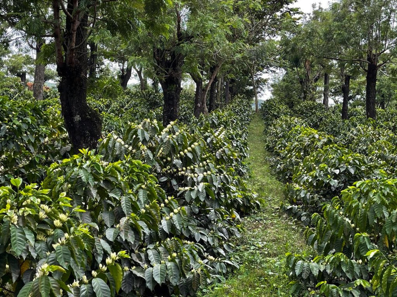Guatemala Acatenango Finca La Laguneta - Lot 1 - 28615 - Ecotact Bags - SPOT SEAFORTH