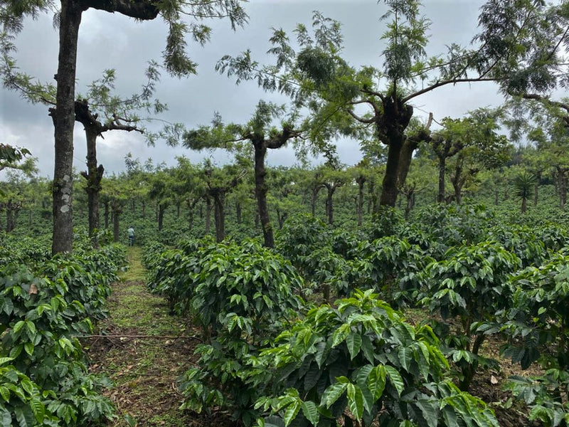 Guatemala Acatenango Finca La Laguneta - Lot 2 - 28616-1 - Ecotact Bags - SPOT RCWHSE