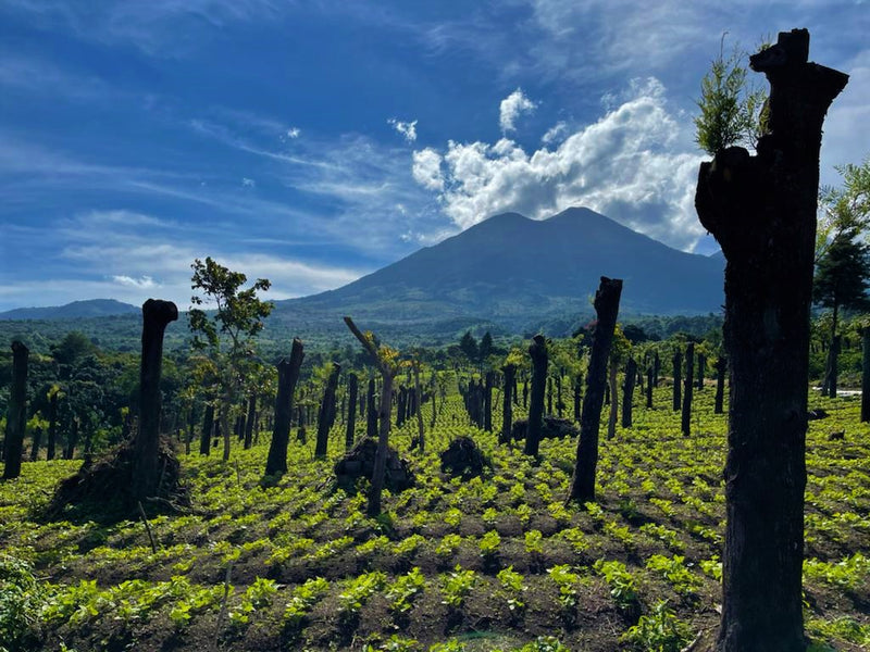 Guatemala Acatenango Finca La Laguneta - Lot 1 - 28615 - Ecotact Bags - SPOT SEAFORTH