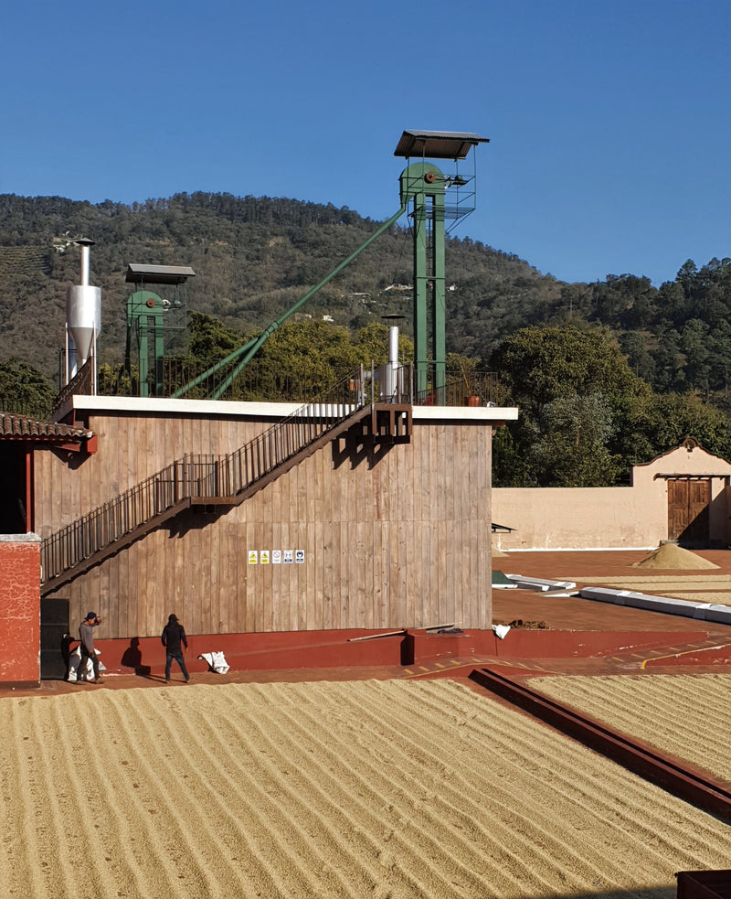 Guatemala Antigua Finca Filadelfia SHB EP - 29476 - 69.8 kg Bags - SPOT COSEATAC