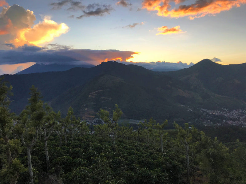 Guatemala Antigua Finca Filadelfia SHB EP - 29476 - 69.8 kg Bags - SPOT COSEATAC