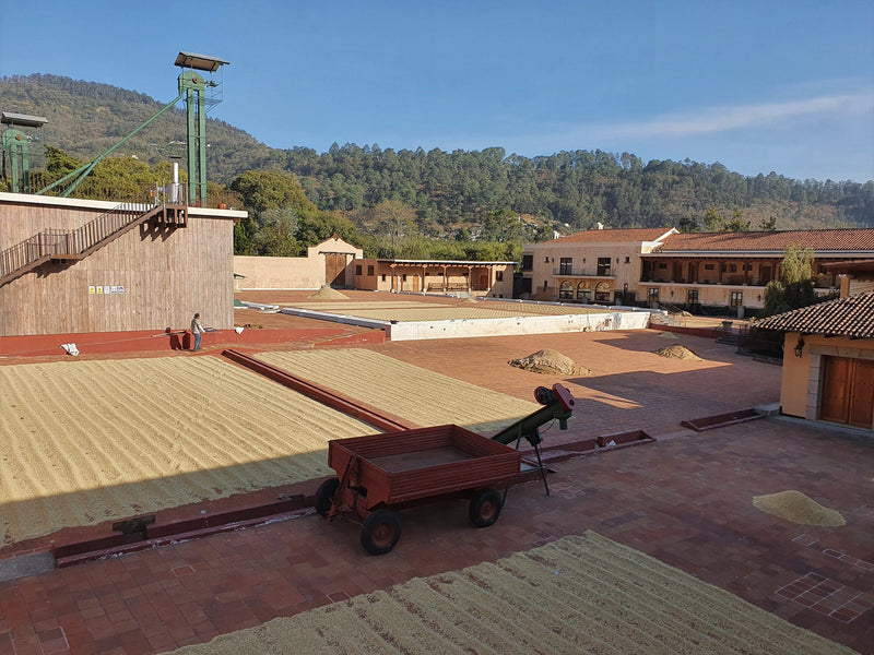 Guatemala Antigua Finca Filadelfia SHB EP - 29476 - 69.8 kg Bags - SPOT COSEATAC