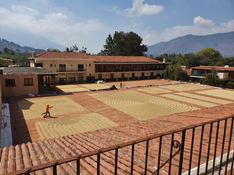 Guatemala Antigua Finca Filadelfia SHB EP - 29476 - 69.8 kg Bags - SPOT COSEATAC