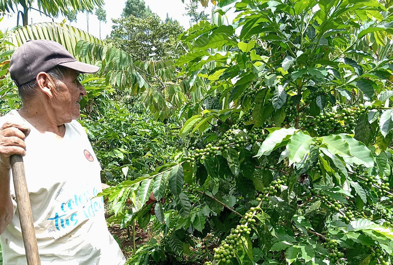 GUATEMALA REGENERATIVE ORGANIC HUEHUETENANGO COPECAFE SHG EP 84+ - 34404 - Ecotact Bags - SPOT RCWHSE