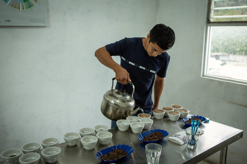 ROYAL GEM GUATEMALA FT-FLO ORGANIC SMITHSONIAN BIRD FRIENDLY EL GUAYA'B SHB EP 84+ - 30318-1 - SPOT RCWHSE