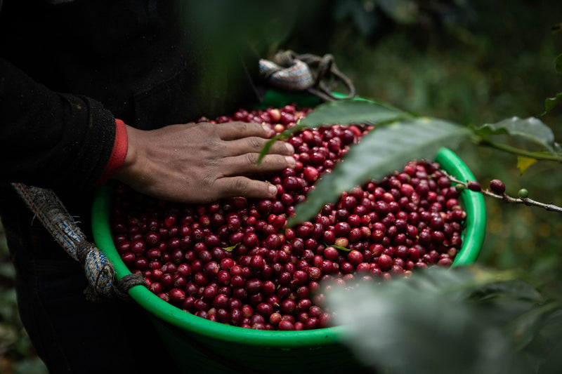 GUATEMALA FT-FLO/USA ORGANIC EL GUAYA'B SHB EP 85+ - *51786* - 25329-2 - GrainPro Bags - SPOT SEAFORTH