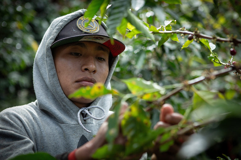 GUATEMALA FT-FLO ORGANIC EL GUAYA'B SHB EP 83+ - 28674-2 - SPOT COSEATAC