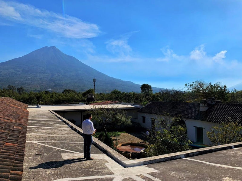 Guatemala Farms Of Antigua - Lot 43 - 28360 - GrainPro Bags - SPOT RCWHSE