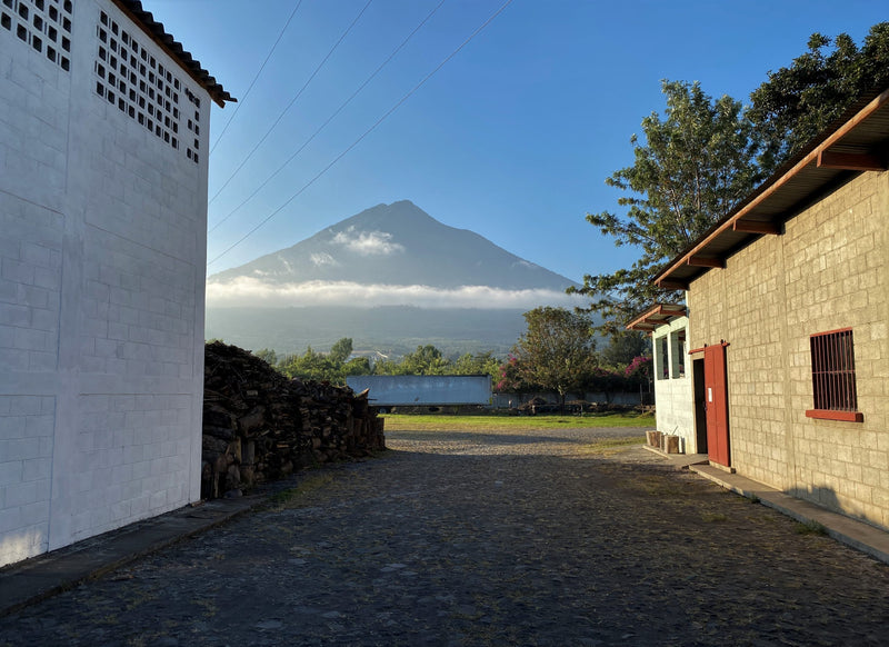Guatemala Farms Of Antigua - Lot 38 - 28355 - GrainPro Bags - SPOT RCWHSE