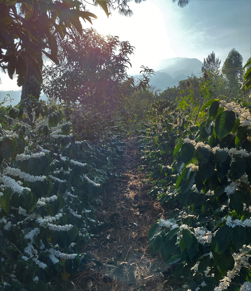 Guatemala Los Volcanes Farms of Antigua - 31603 - Ecotact Bags - SPOT RCWHSE