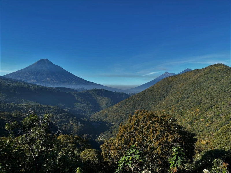 Guatemala Los Volcanes Farms of Antigua - 31603 - Ecotact Bags - SPOT RCWHSE