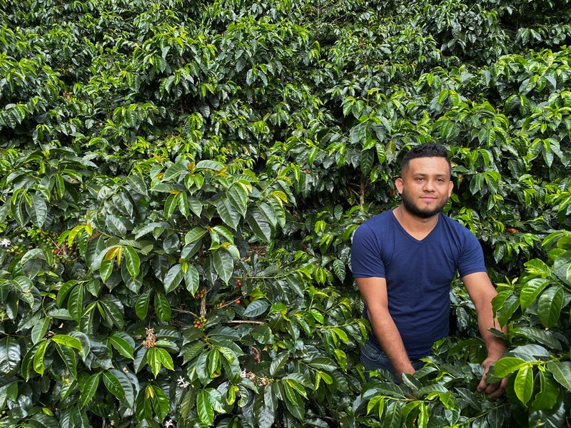 Guatemala Huehuetenango Finca El Paraiso - 31736 - Ecotact Bags - SPOT RCWHSE