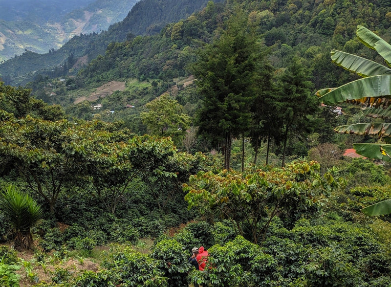 Guatemala Huehuetenango Finca El Paraiso - Urisar & Neighbors Blend R7 - 34183 - Ecotact Bags - SPOT RCWHSE