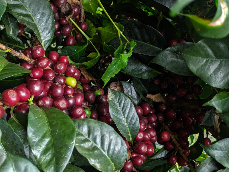 Guatemala Huehuetenango Finca El Paraiso - 28618-1 - Ecotact Bags - SPOT RCWHSE